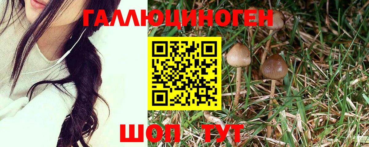 Галлюциногенные грибы MAGIC MUSHROOMS  Псилоцибиновые грибы Psilocybine cubensis  Сарапул  Вход с VPN 